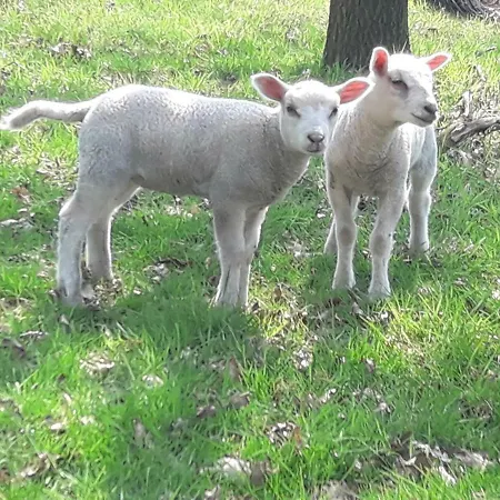 Séjour à la ferme Pipowagen Surwold