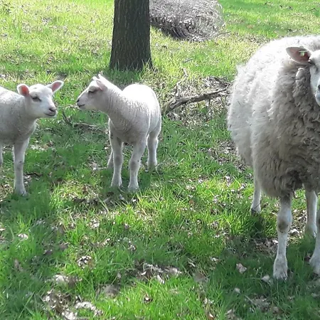 Séjour à la ferme Pipowagen Surwold